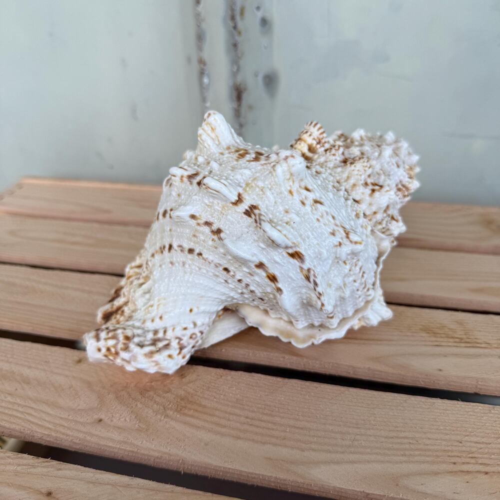 Vintage Hawaiian Blowing Conch Shell